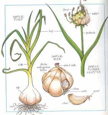 Postillare Rivista: Aglio: Allium sativum L.